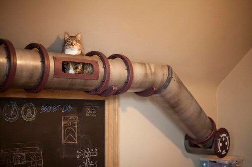 Steampunk-Inspired-Cat-Tunnel-System-1
