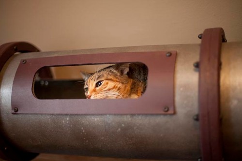 Steampunk-Inspired-Cat-Tunnel-System-3